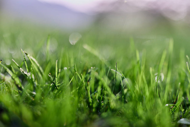 Hierba verde en primavera, foto de cerca. Foto de alta calidad - Foto, imagen