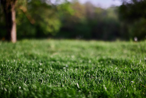 Hierba verde fresca en un prado alpino a la luz del sol. Foto de alta calidad - Foto, imagen