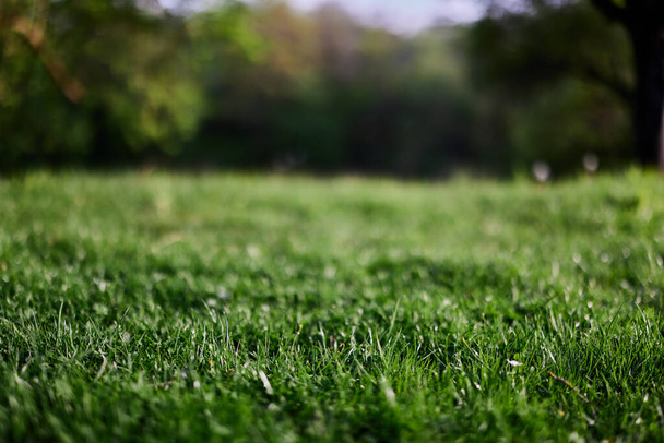 Hierba verde fresca en un prado alpino a la luz del sol. Foto de alta calidad - Foto, imagen