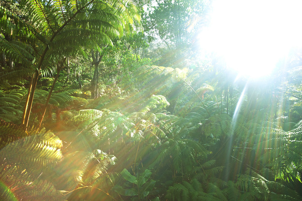 τροπικού δάσους στη Χαβάη - Φωτογραφία, εικόνα