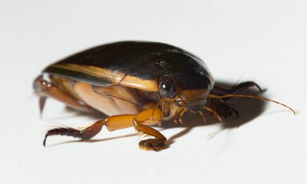 Dytiscidae are the predaceous diving beetles, a family water beetles. Cybister lateralimarginalis-male. - Photo, Image