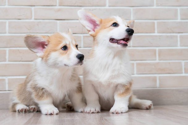 Two cute red pembroke corgi puppies are sitting near a brick wall - Фото, зображення