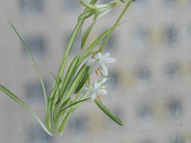 chlorophytum flowers on the windowsill of a city apartment - Photo, Image
