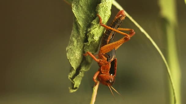 Locusta migratoria Quinta instar ninfa mangiare bambù. Questa è l'ultima fase prima che l'insetto diventi un imago (adulto). - Filmati, video