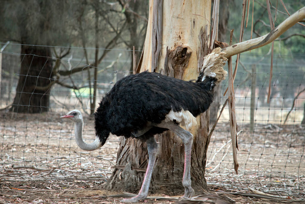 the ostrich is wandering around the paddock - Zdjęcie, obraz