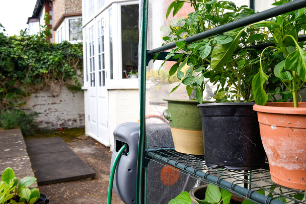 果物や家で栽培された野菜の植物を栽培するための小さな屋外温室 - 写真・画像