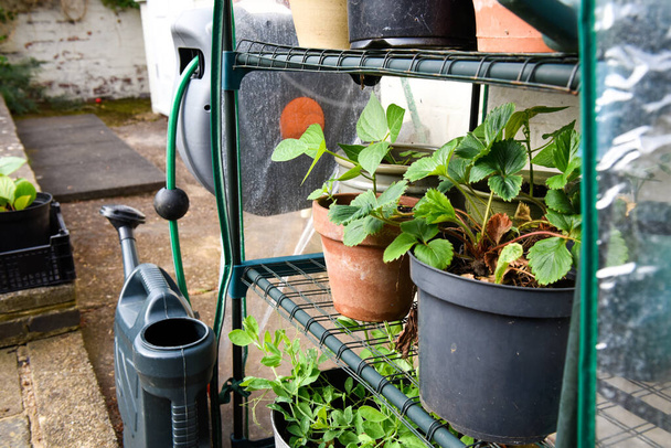Pequeño invernadero al aire libre para cultivar plantas de frutas y verduras cultivadas en casa - Foto, Imagen
