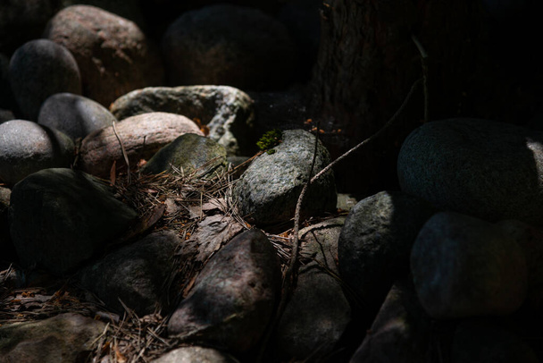 pile of stones in the forest with tree needles and branches. Shined in the warm summer sun. - Fotografie, Obrázek