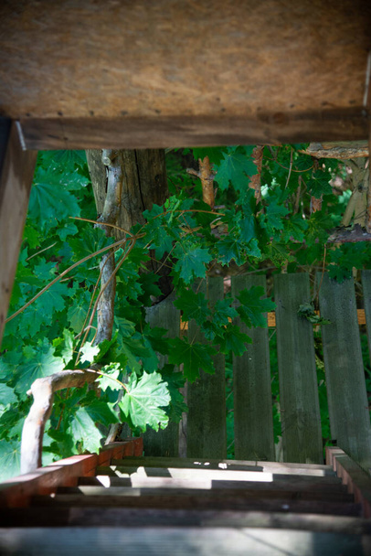 Ξύλινες σκάλες για τον πύργο παρατήρησης στο δάσος. Ένα κλαδί σφενδάμου με πράσινα φύλλα μεγάλωσε μέσα από τις σκάλες.. - Φωτογραφία, εικόνα