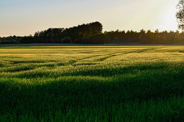 maatalousalan iltavalo kesäkuu 19 2022 Kumla Ruotsi - Valokuva, kuva