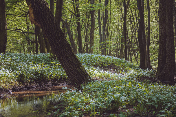 A field of Ramson flowers in the forest - Fotoğraf, Görsel