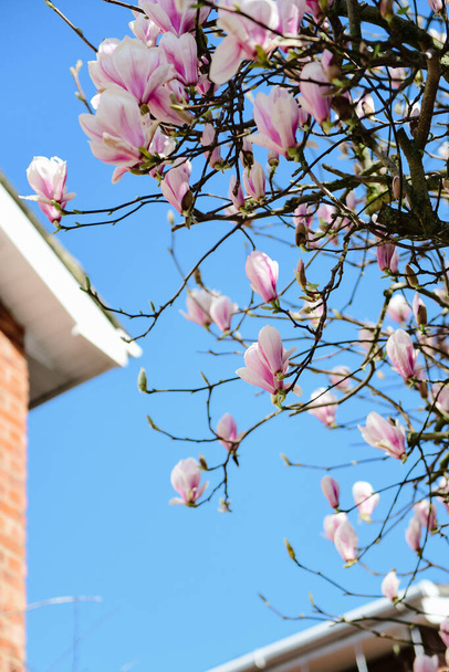 A selective of blooming magnolia against the blue sky - Valokuva, kuva