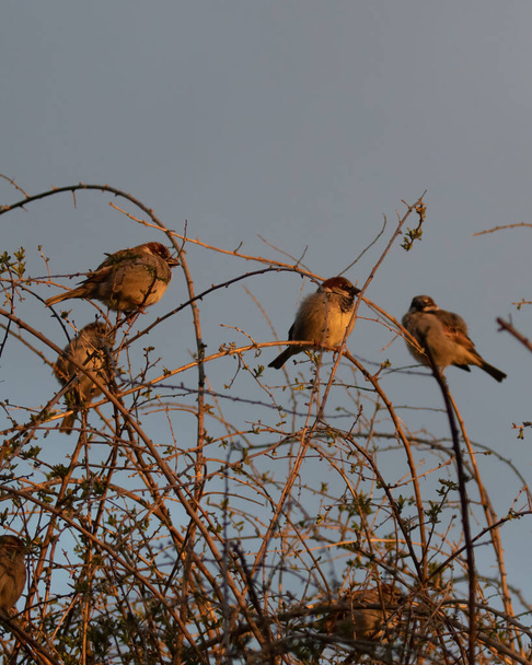 A closeup of a Flock of House Sparrows perched on Goji vines in the early morning sunshine - Foto, afbeelding