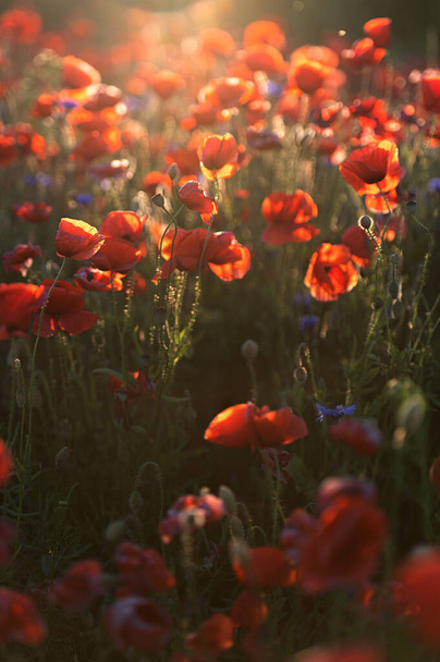 campo de papoilas vermelhas e flores de milho azuis na luz do pôr do sol - Foto, Imagem