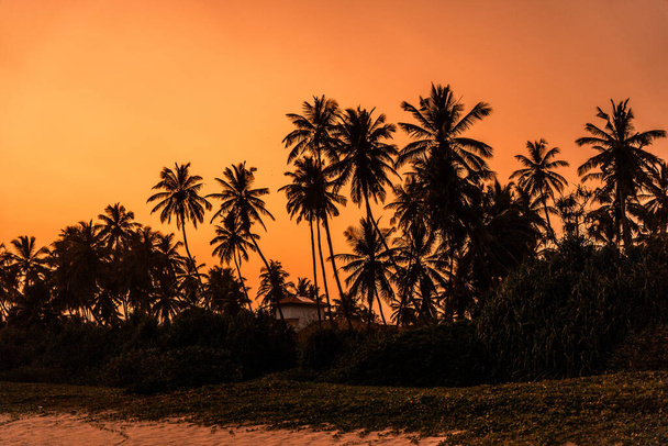 A tranquil scenery of the sunset with silhouette of palm trees in the foreground in Sri Lanka - Fotoğraf, Görsel