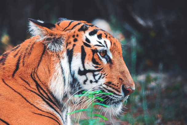 A close-up profile shot of a tiger face. - Fotografie, Obrázek
