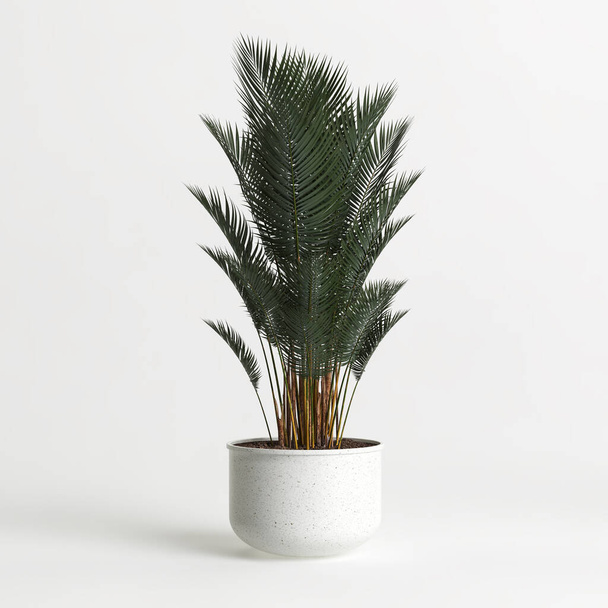 3D-Illustration der Zimmerpflanze isoliert auf weißem Hintergrund - Foto, Bild