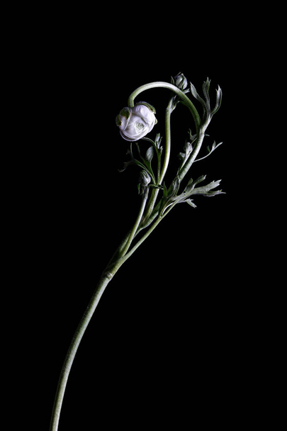 A white buttercup flower isolated on a black background - Fotografie, Obrázek
