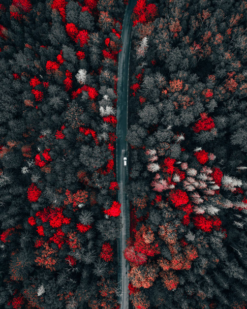 A straight down aerial drone shot of a car in the middle of a road in a red and grey forest highway - 写真・画像