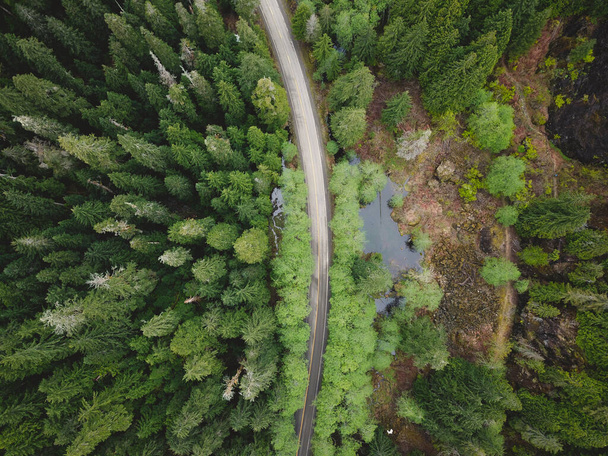 A bird's eye view of the lush greenery in the woods with a narrow road going down the middle - Zdjęcie, obraz