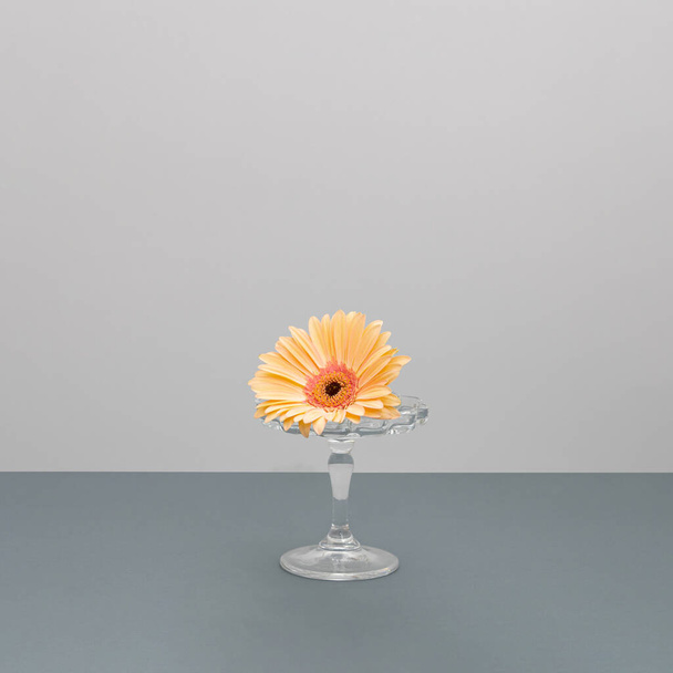 Gerbera flor de margarita en un soporte de pastel sobre fondo gris. Concepto estético de flores de primavera. - Foto, imagen