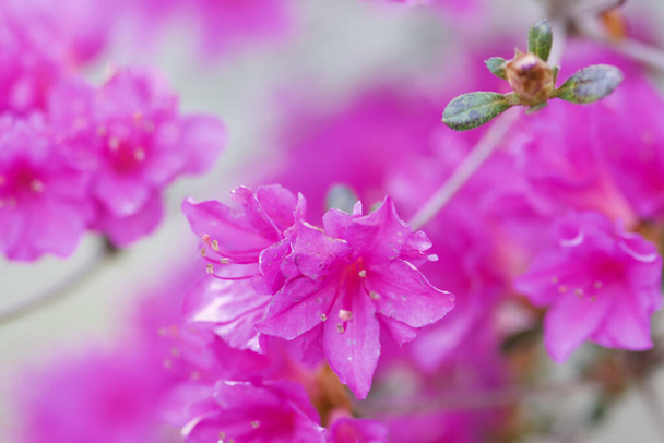 A closeup of a Rhododendron flowers - Fotó, kép