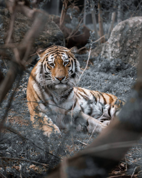 A vertical shot through branches of a tiger in the wilderness of our nature - Foto, immagini