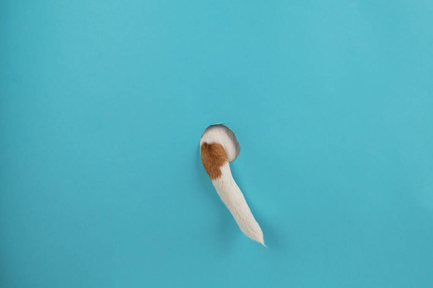 Dog tail sticking out of a hole in paper blue background - 写真・画像
