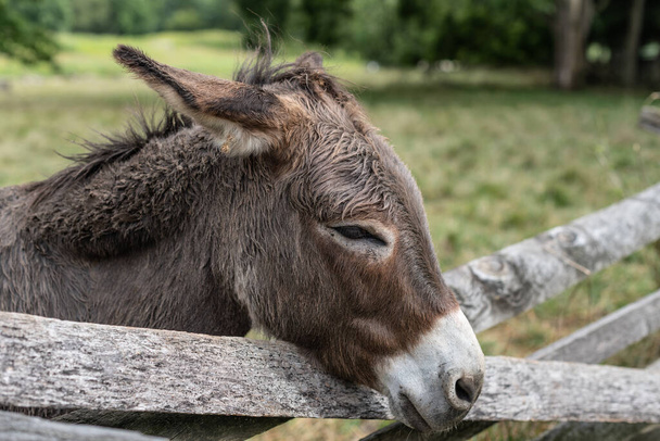A closeup shot of a tired donkey in the zoo - Valokuva, kuva