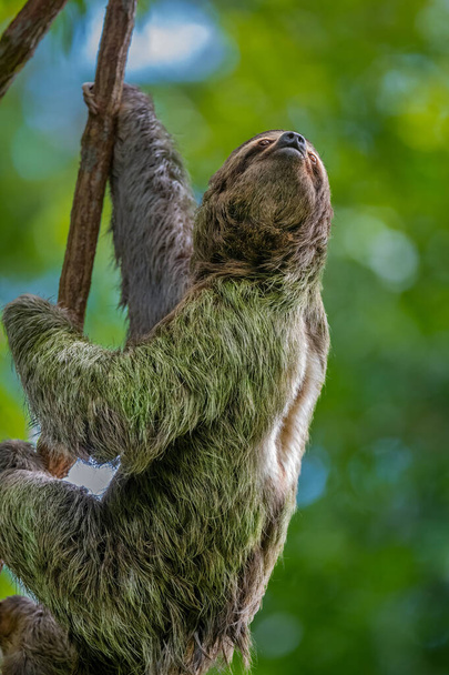 A vertical shot of a sloth in Manuel Antonio National Park, Quepos, Costa Rica - Фото, зображення