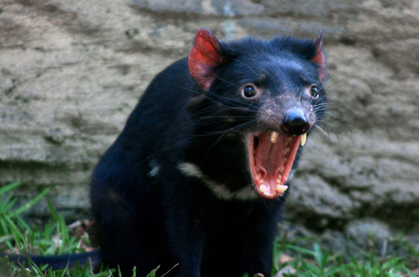 Diabo da Tasmânia
 - Foto, Imagem