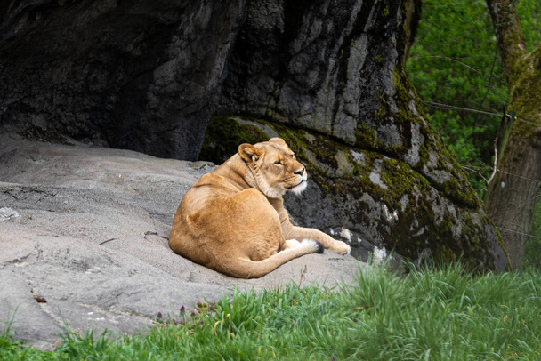 A lioness lying on a rock in a forest - Fotó, kép