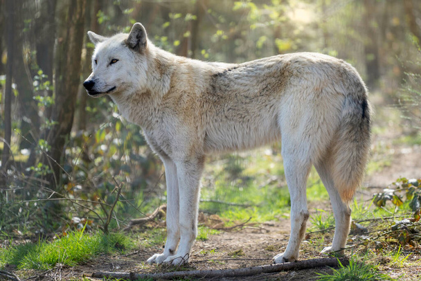 A beautiful shot of a tundra wolf in the forest - Foto, imagen