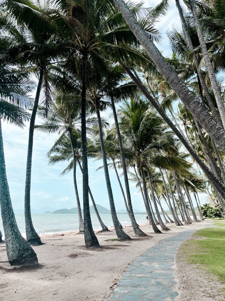 A view of Palm Trees, captured at Palm Cove in Cairns, Tropical North Queensland. - Foto, afbeelding