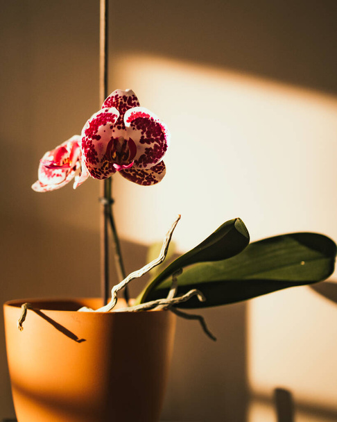 A closeup shot of a beautiful orchid flower in a pot with sunlight - Fotografie, Obrázek