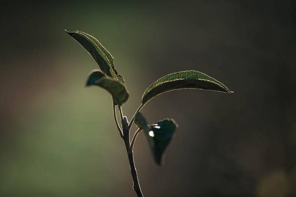 A selective focus shot of a branch with green leaves - Zdjęcie, obraz