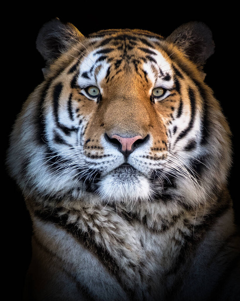 A vertical close-up of Siberian tiger - Foto, Imagen