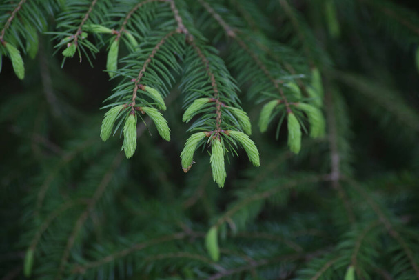 A closeup shot of spruce tree buds - Fotó, kép