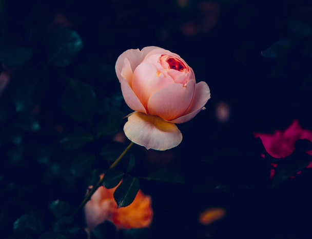 A closeup of a pink rose in a garden on a black background - Foto, immagini