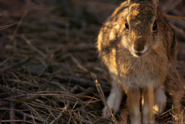 A closeup shot of a rabbit - Foto, Bild