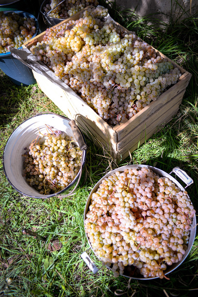 Rtveli - виноград збирання традиції в Грузії - Фото, зображення