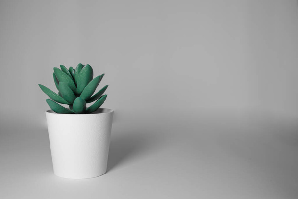 A closeup shot of succulent plant in a white pot - Zdjęcie, obraz