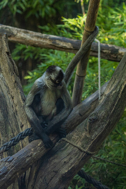 A vertical shot of a monkey sitting on a tree trunk at a zoo - Фото, зображення