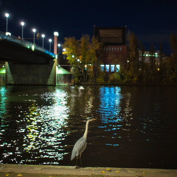 A gray heron by the banks of the Main River at night in Frankfurt, Germany - Foto, imagen