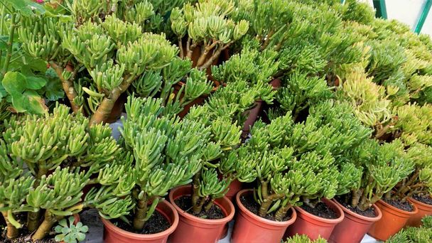 Prachtige Exotic Zeldzame crassula ovata gollum Vinger Jade Plant uit een kwekerij Tuin. Decoratieve en decoratieve binnenplant. - Foto, afbeelding