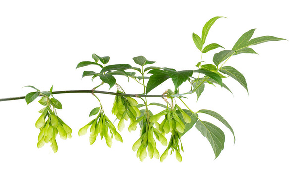 Άσλιφ σφενδάμι κλαδί που απομονώνεται σε λευκό φόντο. Φύλλα και σπόροι Maple Acer negundo - Φωτογραφία, εικόνα