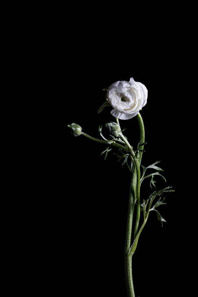 A white buttercup flower isolated on a black background - Foto, imagen