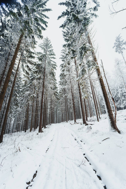 A vertical shot of a snowy path surrounded by fir trees covered in snow in Taunus, Hesse, Germany - Valokuva, kuva