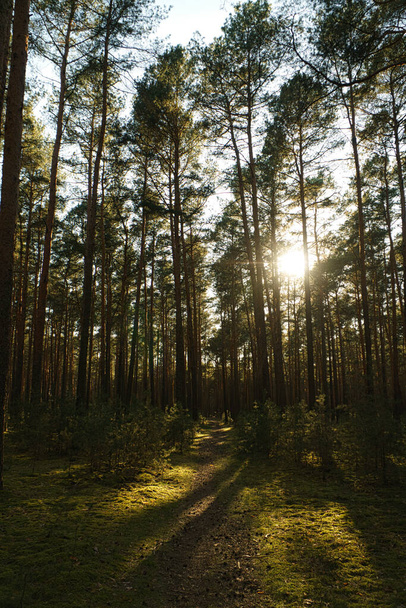 A vertical shot of a beautiful forest on a sunny day - Photo, Image