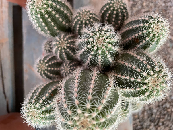 A vertical closeup shot of a cactus plant with sharp needles (Glochids) - 写真・画像